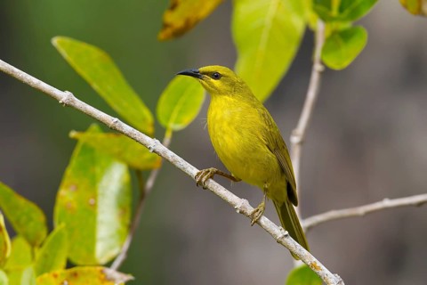 Yellow Honeyeater (Stomiopera flava), Queensland, Australia, Oceania
