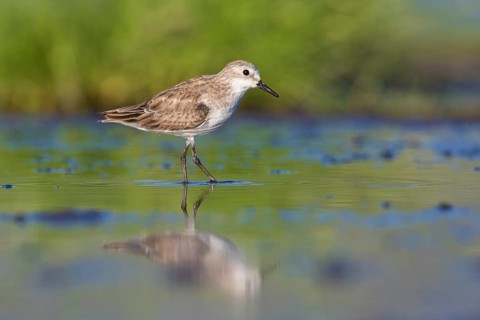 Little Stint (Calidris minuta) foraging, Lake Natron, Tanzania, Africa