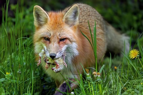 Red fox (Vulpes vulpes) running through meadow with mouthful of chicks after raiding chicken coop