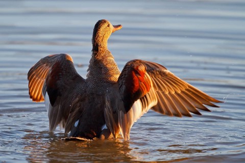 Gadwall (Mareca strepera) male, Mallorca, Spain, Europe