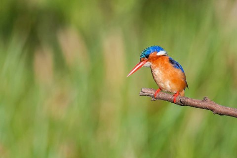 Malachite Kingfisher (Corythornis cristatus), Western Cape, South Africa, Africa