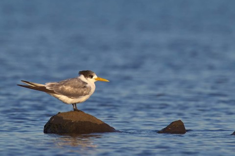 Greater Crested Tern (Thalasseus bergii), Victoria, Australia, Oceania