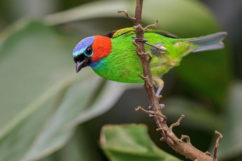 Red-necked Tanager (Tangara cyanocephala) perched on a branch in the Atlantic rainforest of
