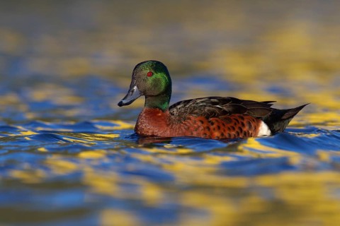 Chestnut Teal (Anas castanea), Victoria, Australia, Oceania