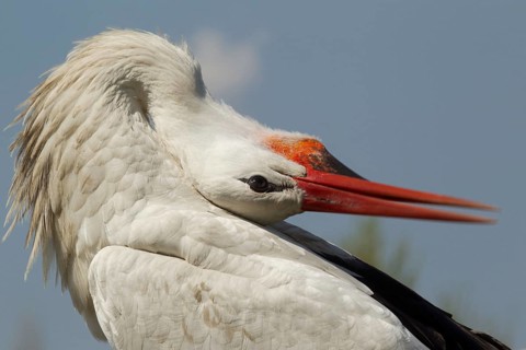 White Stork (Ciconia ciconia), Turkey, Asia