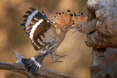 Eurasian Hoopoe (Upupa epops) feeding juvenile in breeding cavity, Saxony-Anhalt, Germany, Europe