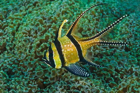 Banggai-Kardinalbarsch, Pterapogon kauderni Banggai Cardinal Fish, Pterapogon kauderni