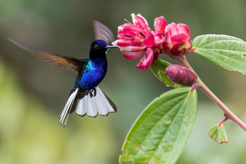 Velvet-purple Coronet (Boissonneaua jardini) feeding at a flower in Colombia, South America