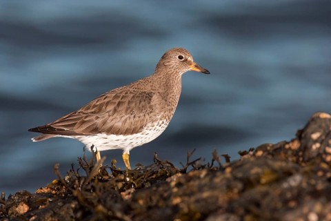 Surfbird (Calidris virgata), British Columbia, Canada, North America