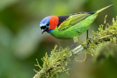Red-necked Tanager (Tangara cyanocephala) perched on a branch in the Atlantic Rainforest of Brazil