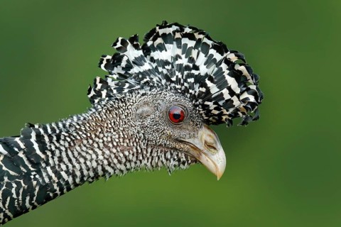 Detail bird portrait with crest. Bare-faced Curassow, Crax fasciolata, big black bird with yellow