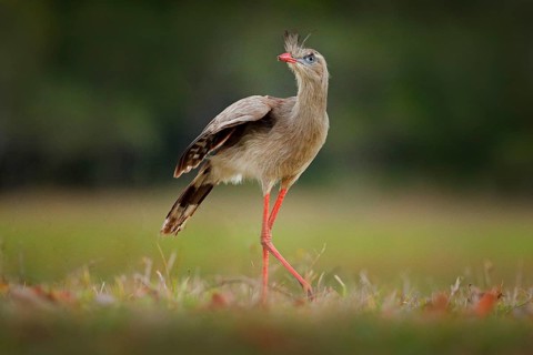 Red-legged Seriema, Cariama cristata, Pantanal, Brazil. Typical bird from Brazil nature. Bird in