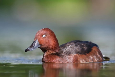 Ferruginous Duck (Aythya nyroca), Baden-Wuerttemberg, Germany, Europe