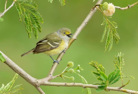 White-eyed Vireo (Vireo griseus) male singing, Texas, USA, North America