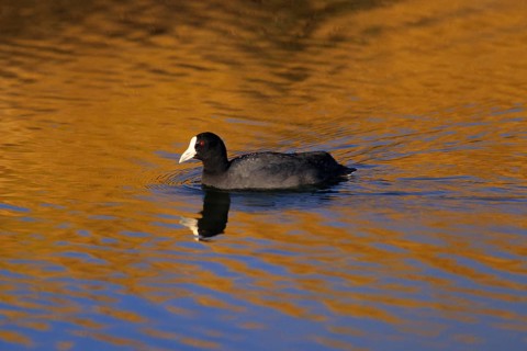 Hawaiian Coot, Fulica alai, USA, Hawaii, Hawaii Island, Endangered species, North America