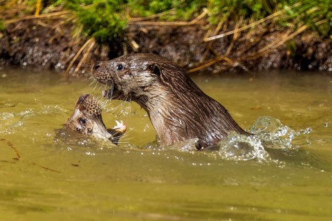 Two otters actively playing in the water, surrounded by grass and plants, European otter (Lutra