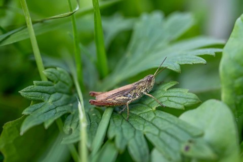 Great green bush cricket (locusta), grasshopper, on a blade of grass in a meadow, Tyrol, Austria,