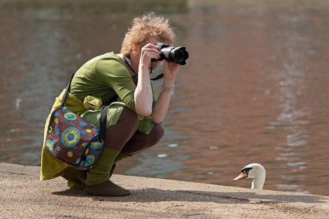 Woman photographing, swan watching, River Avon, Stratford-upon-Avon, Warwickshire, England, Great