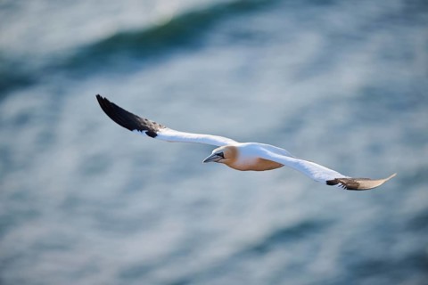 Northern gannet (Morus bassanus) flying over the sea, wildlife, Helgoland, Germany, Europe