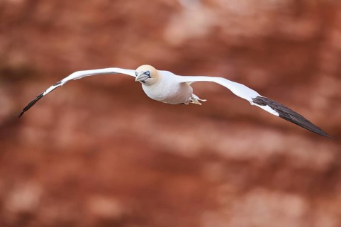 Northern gannet (Morus bassanus) flying over the cliffs, wildlife, Helgoland, Germany, Europe