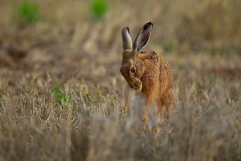 European brown hare (Lepus europaeus) adult animal washing its front foot in a farmland stubble
