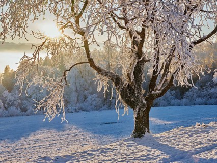 Pear tree in hoarfrost in the morning light, Brunnwil, Freiamt, Canton Aargau, Switzerland, Europe