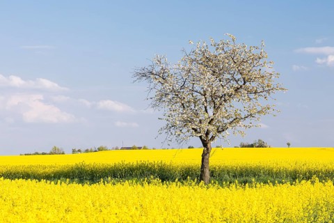 Cherry tree (prunus) in blossom, surrounded by flowering rape fields, Saxon Elbland, Saxony,