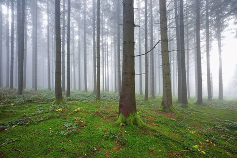 Coniferous forest in fog with moss-covered ground, Horben, Lindenberg, Canton Aargau, Switzerland,