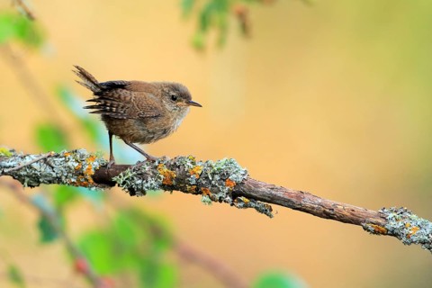 Eurasian Wren (Troglodytes troglodytes) juvenile perched on lichen branch, Andalusia, Spain, Europe