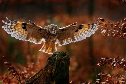 Owl fly in autumn forest. Owl in orange wood, yellow eye. Long-eared Owl, Asio otus, with orange