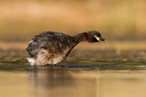 Australasian Grebe (Tachybaptus novaehollandiae), Victoria, Australia, Oceania