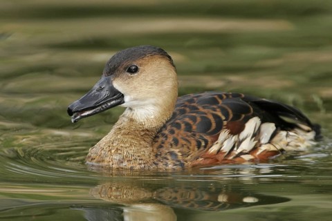 Wandering Whistling Duck (Dendrocygna arcuata), California, USA, North America
