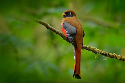 Masked Trogon, Trogon personatus red and brown bird in the nature habitat, San Isidro, Ecuador. Red