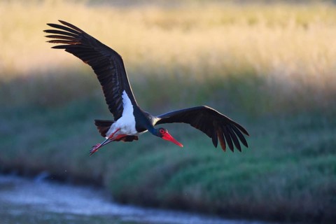 Black Stork (Ciconia nigra) flying, Greece, Europe