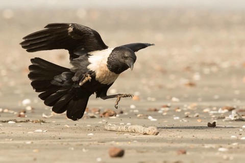 Pied Crow (Corvus albus) with snake eel, Gambia, Africa