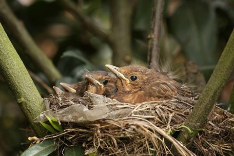 Common Blackbird (Turdus merula) juvenile, Lower Saxony, Germany, Europe