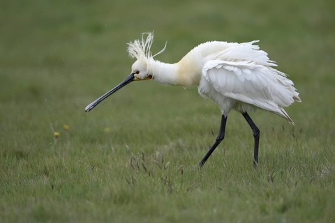 Loeffler (Platalea leucorodia), Spoonbill, Altvogel plustert sein Gefieder auf, April, Insel Texel,