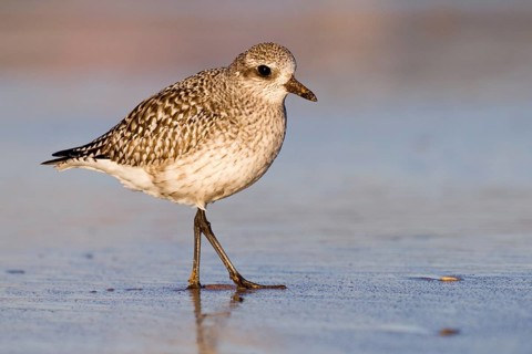 Grey Plover (Pluvialis squatarola), Asturias, Spain, Europe
