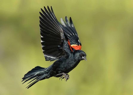 Red-winged Blackbird (Agelaius phoeniceus) male flying, Texas, USA, North America