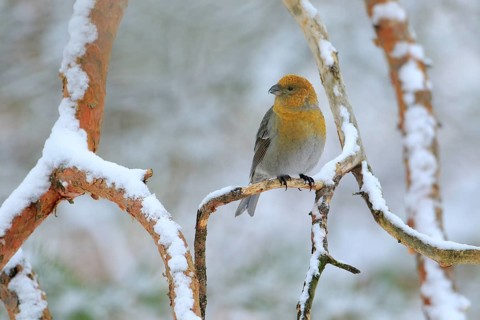 Pine Grosbeak (Pinicola enucleator) female perched on a branch, Lapland, Finland, Europe