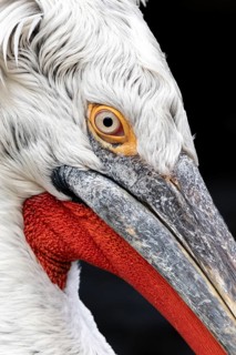 Dalmatian pelican (Pelecanus crispus), portrait, black background, captive, Schönbrunn Zoo, Vienna,