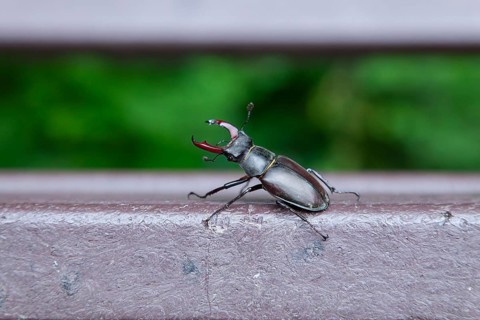 Unexpected guest - stag beetle on a bench in the oak forest of the Swabian Pre-Alps