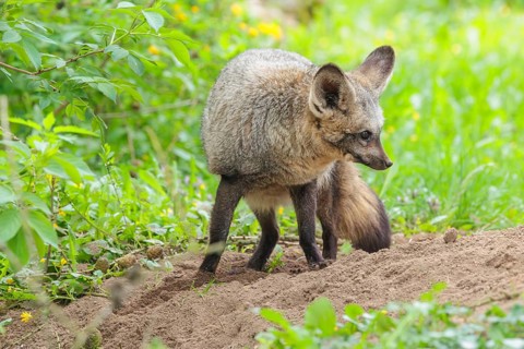 A Bat-eared fox (Otocyon megalotis) stands on a sandy place in a green meadow on a sunny day