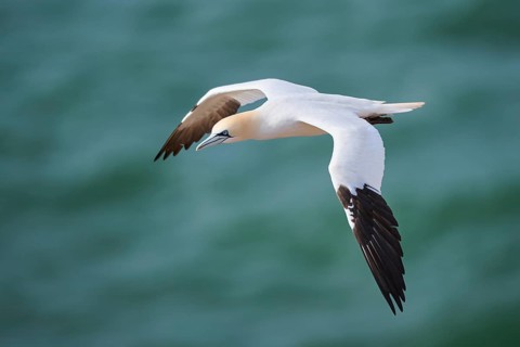 Northern gannet (Morus bassanus) flying over the sea, wildlife, Helgoland, Germany, Europe