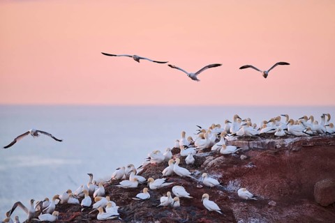 Northern gannet (Morus bassanus) flying over the colony on the cliffs at sunset, wildlife,