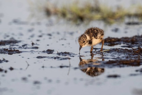 Young lapwing (Vanellus vanellus), Lower Saxony, Germany, Europe