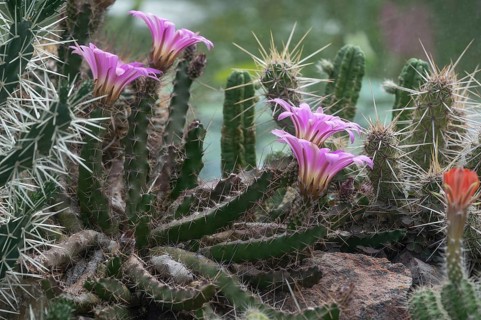 Flowering cuctus (Echinocereus berlandieri), Erlangen Botanical Garden, Middle Franconia, Bavaria,