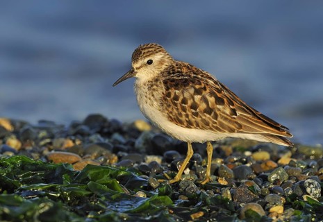 Least Sandpiper (Calidris minutilla), British Columbia, Canada, North America