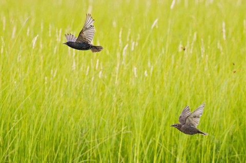 Common Starling (Sturnus vulgaris) adult and juvenile flying, Brandenburg, Germany, Europe