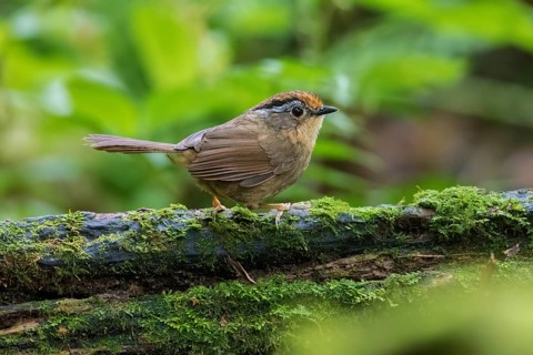 Braunkappenalcippe (Alcippe dubia), Ngoc Linh, Vietnam, Asia
